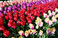 /album/fotogalerie-holandsko-galerie/cerstve-tulipany-jpg/